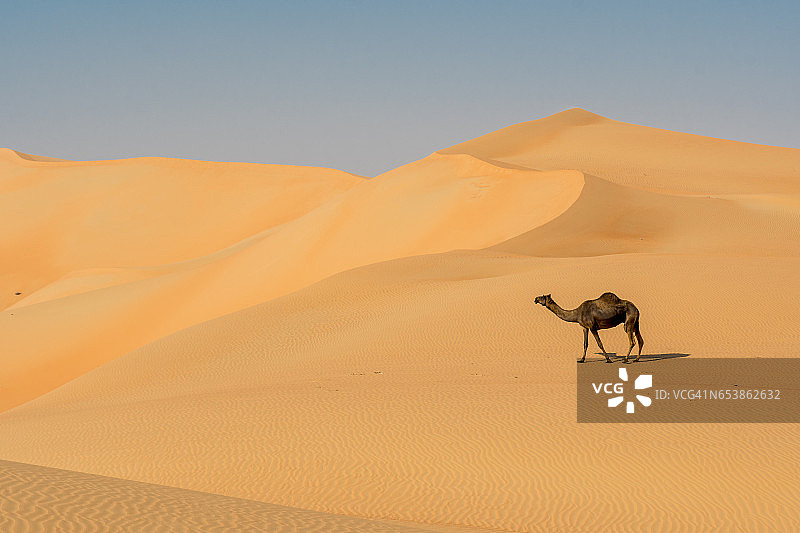 远处行走的骆驼图片素材