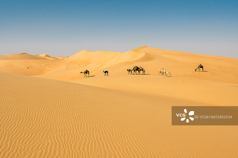 远处的骆驼图片素材