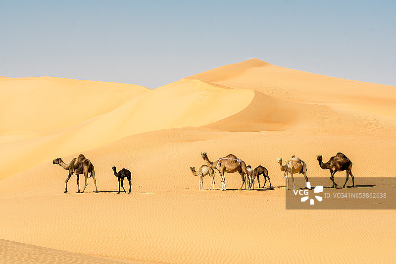 排队行走的骆驼图片素材