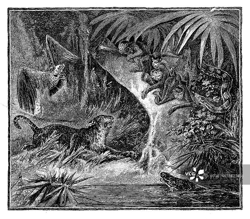 丛林中的动物图片素材