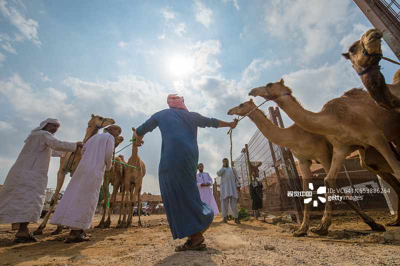 领头骆驼图片素材