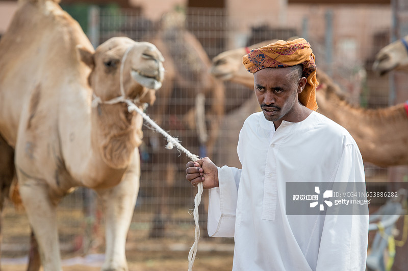 男人与骆驼同行图片素材