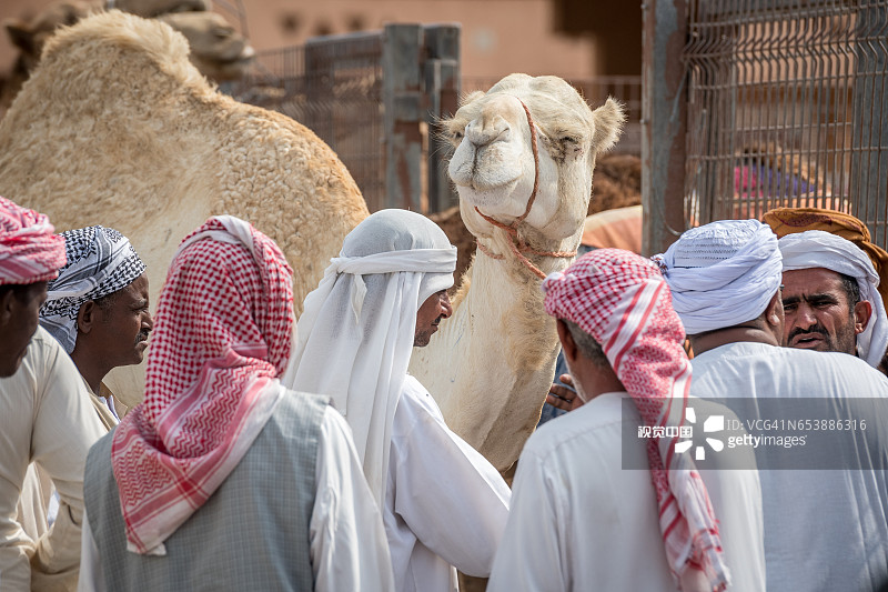 男人们围着骆驼图片素材