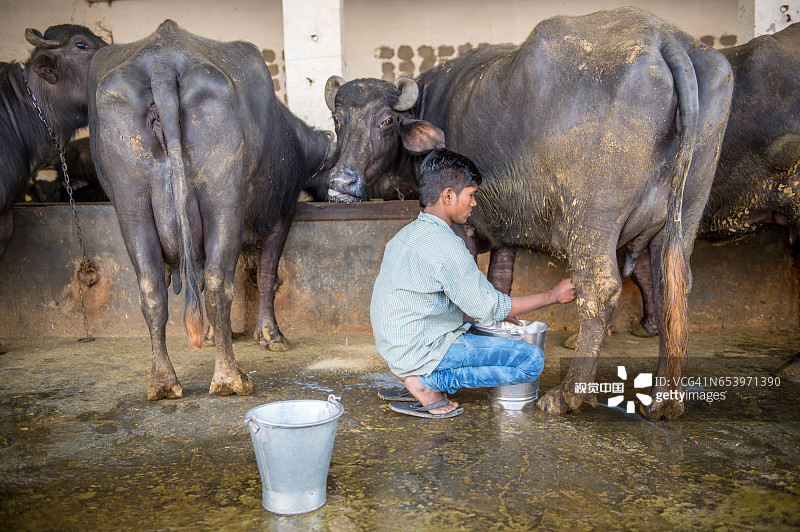 男孩挤牛奶图片素材