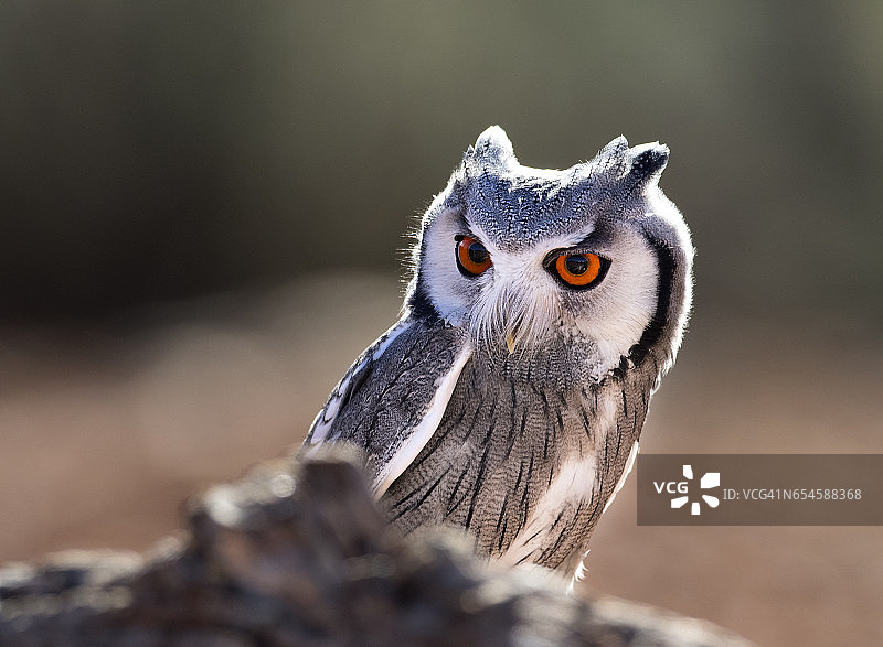 欧亚角鸮栖息在老树干上，睁着眼睛狩猎 - 西班牙图片素材
