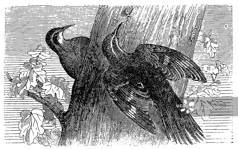 普通旋木雀图片素材