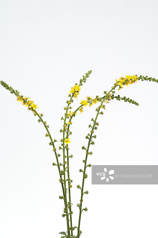 龙牙草图片素材