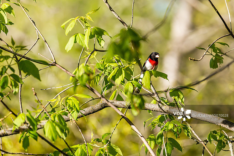 栖息在树枝上的玫瑰胸鹀（Pheuctius ludovicianus）图片素材