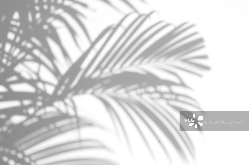 棕榈叶的影子图片素材