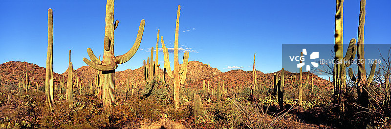 仙人掌国家公园图片素材