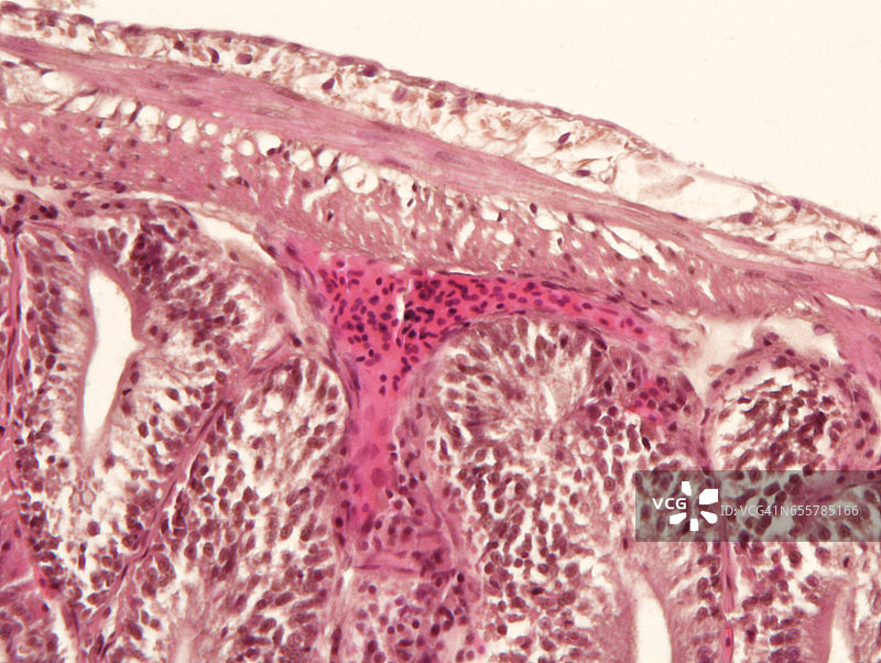 显微镜下的动物肠道组织切片图片素材