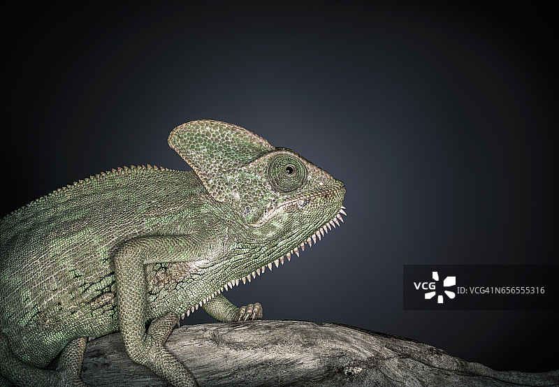 非洲瓣颈变色龙影棚照片图片素材