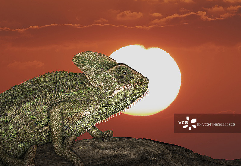 日落时分树枝上的非洲瓣颈变色龙图片素材