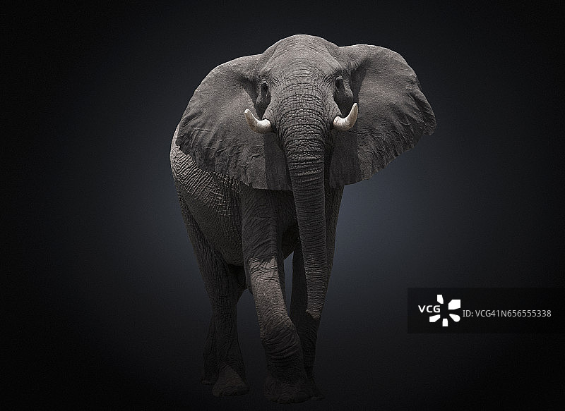 非洲象的影棚照片图片素材