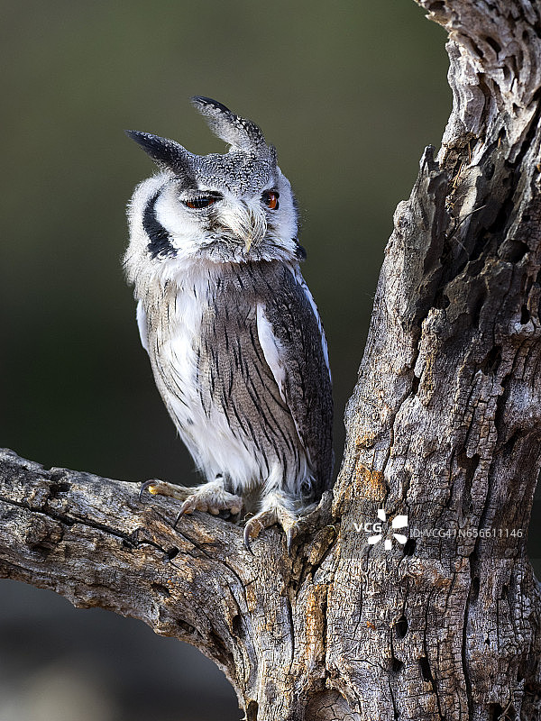 欧亚角鸮栖息在老树干上，睁着眼睛狩猎 - 西班牙图片素材