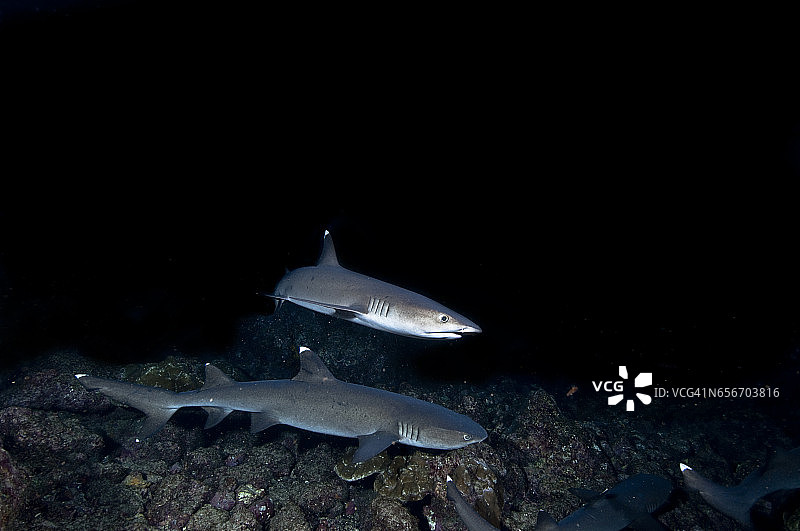 国家公园的珊瑚礁巡逻的白鳍礁鲨群图片素材