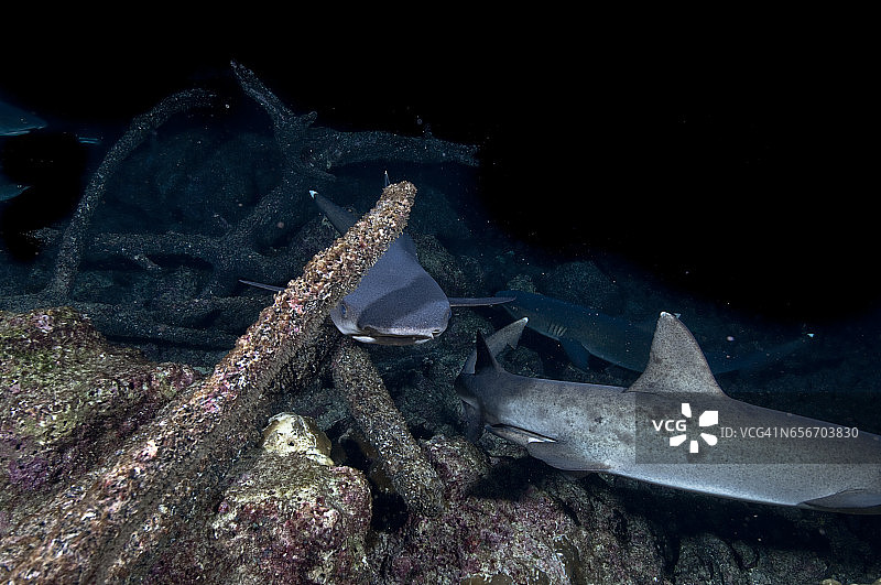 国家公园的珊瑚礁巡逻的白鳍礁鲨群图片素材