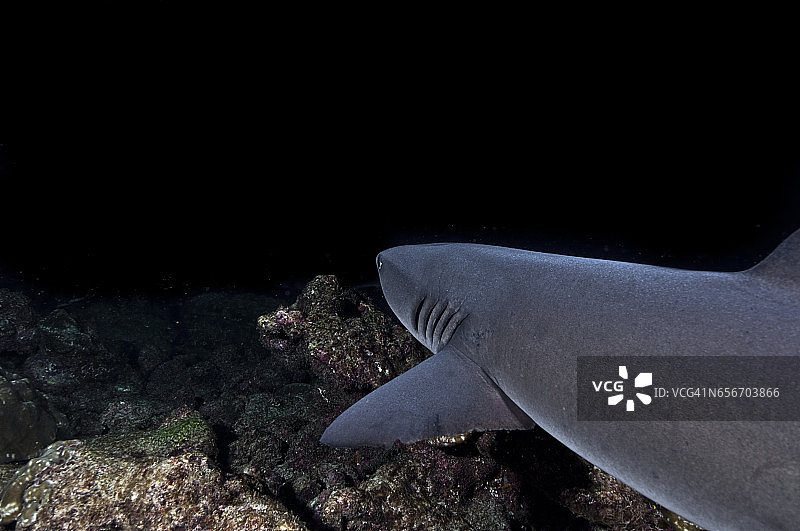 国家公园的珊瑚礁巡逻的白鳍礁鲨群图片素材