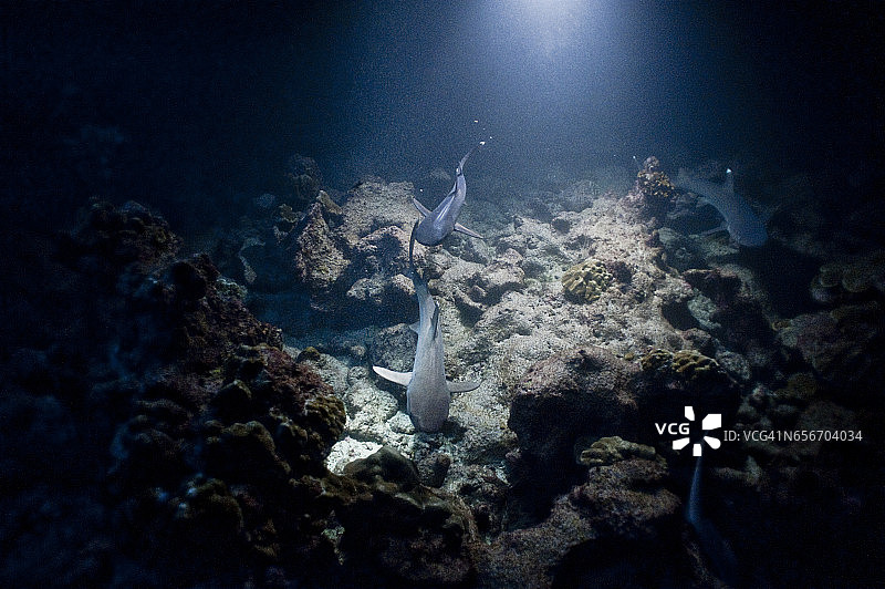 国家公园的珊瑚礁巡逻的白鳍礁鲨群图片素材