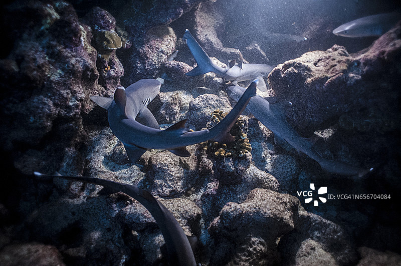 国家公园的珊瑚礁巡逻的白鳍礁鲨群图片素材