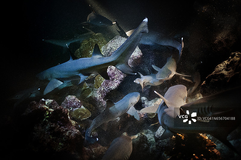 国家公园的珊瑚礁巡逻的白鳍礁鲨群图片素材