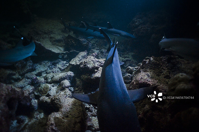 国家公园的珊瑚礁巡逻的白鳍礁鲨群图片素材