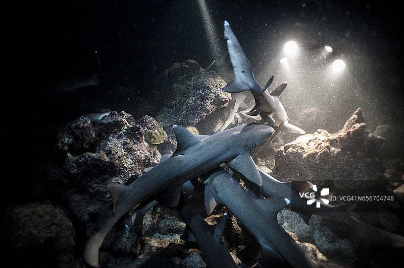 国家公园的珊瑚礁巡逻的白鳍礁鲨群图片素材