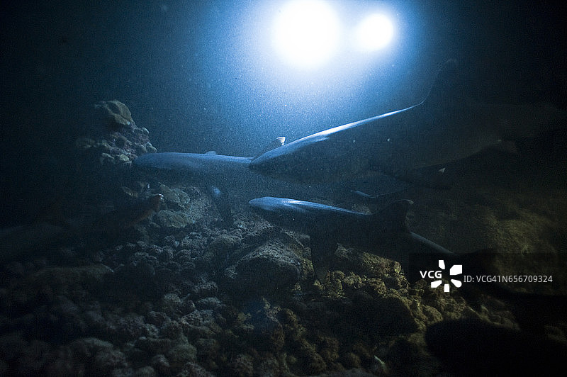 国家公园的珊瑚礁巡逻的白鳍礁鲨群图片素材