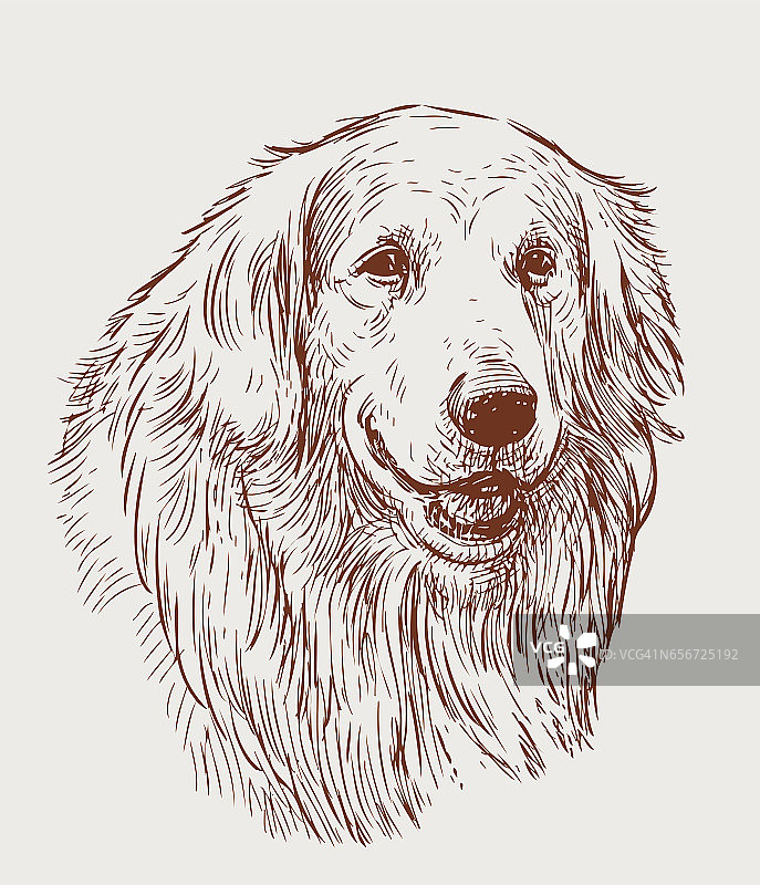 寻回犬的肖像素描图片素材