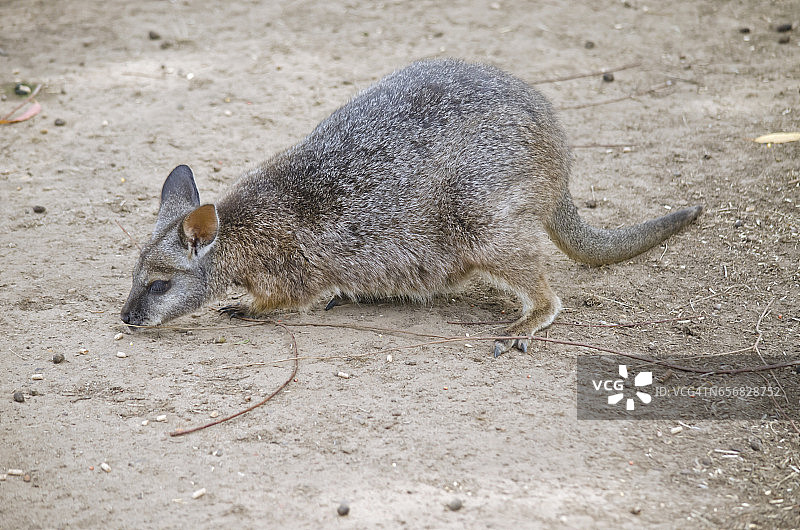 塔玛尔沙袋鼠图片素材