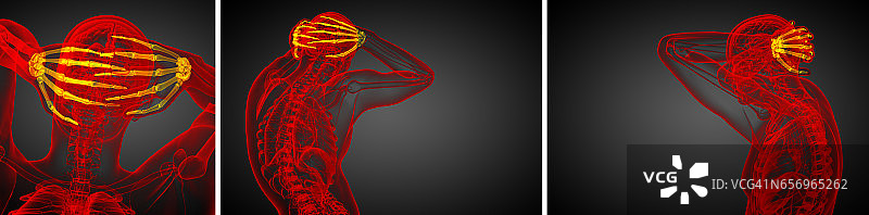 3D渲染人体手部骨骼插画图片素材