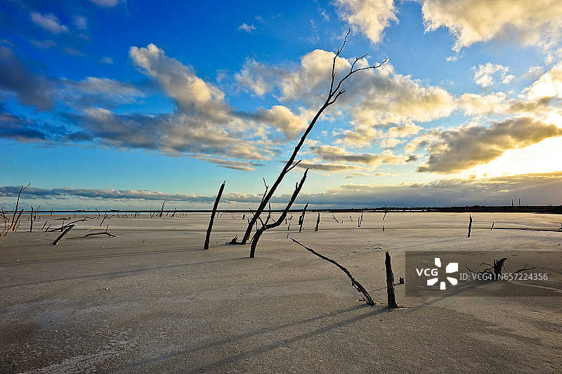 巴哈马大伊纳瓜岛干涸盐田上的枯树图片素材