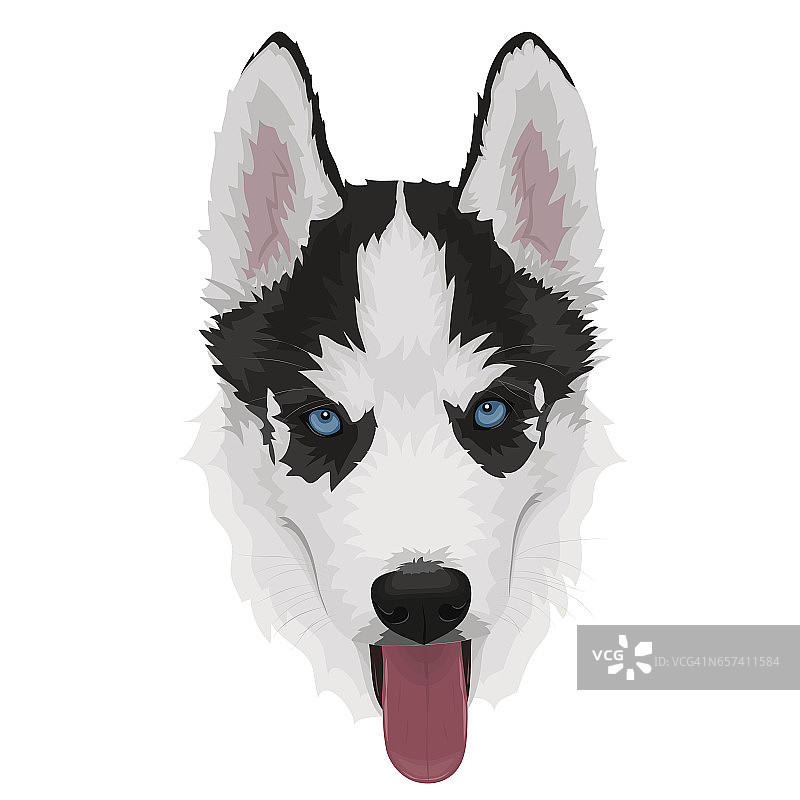 西伯利亚哈士奇幼犬图片素材