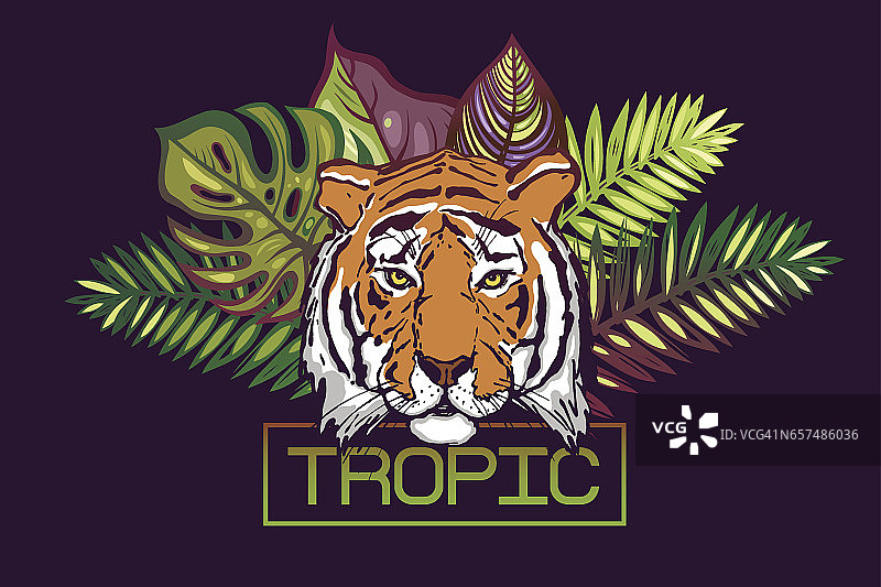 热带文字。带有热带设计的卡片。老虎头在热带树叶的背景下：Monstera，棕榈，芙蓉。图片素材