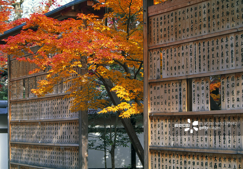 栖龙寺的秋色枫树图片素材