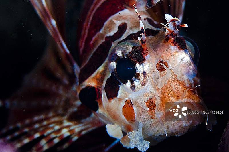 科莫多的海底世界图片素材