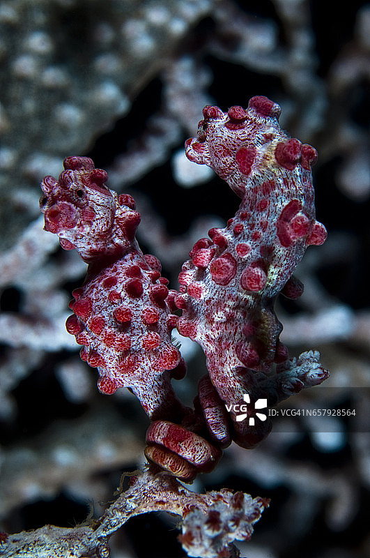 科莫多的海底世界图片素材