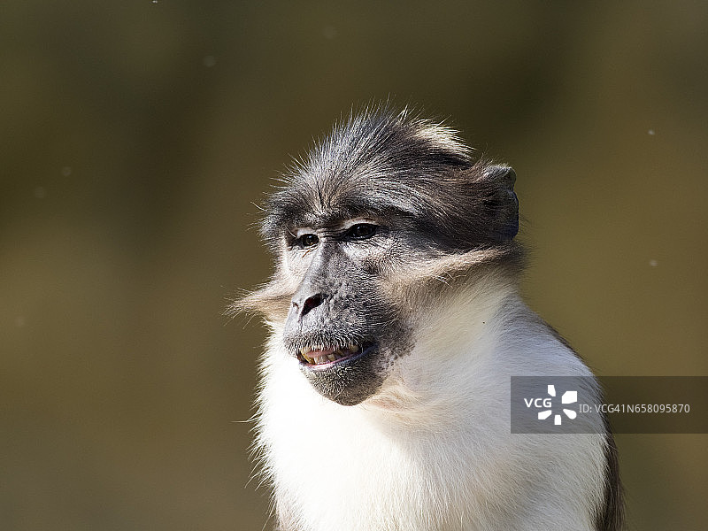 白冠灰 mangabey 猴（白顶 Cercocebus atys lunulatus）特写图片素材