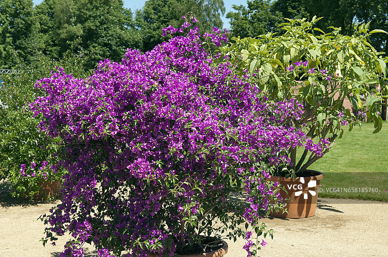 叶子花属图片素材