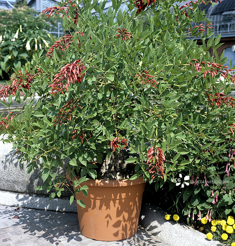 珊瑚豆图片素材