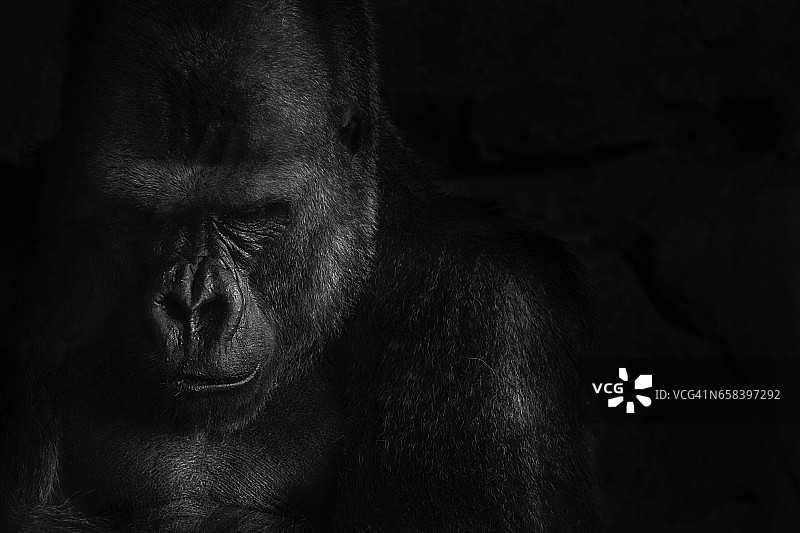 人猿星球图片素材