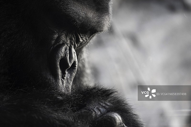 人猿星球图片素材