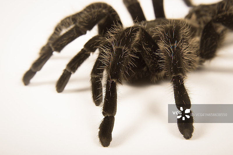墨西哥卷毛蛛特写图片素材