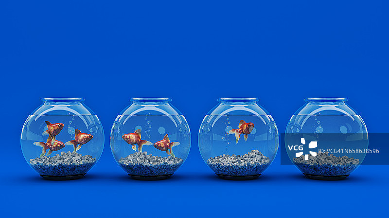 水族箱里的金鱼图片素材