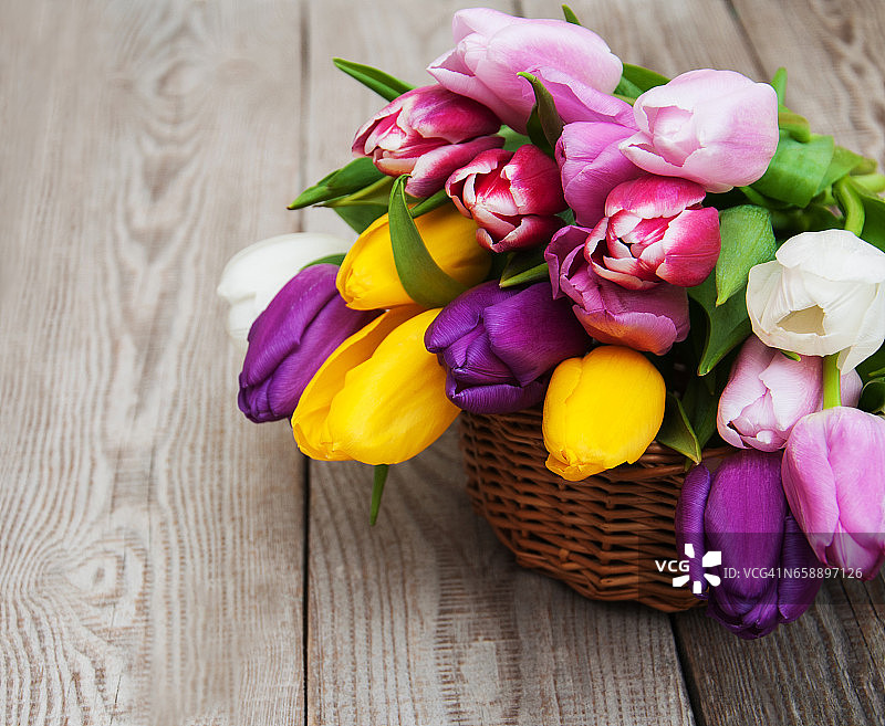 春天郁金香花图片素材