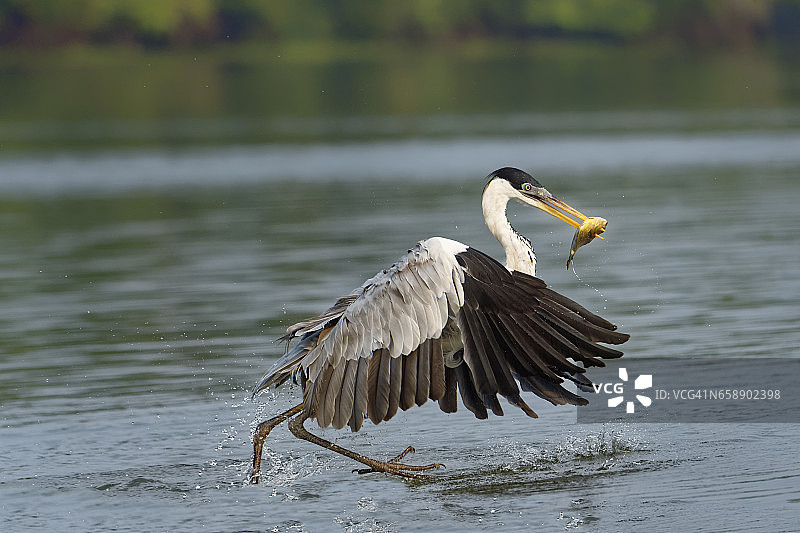 白颈鹭图片素材