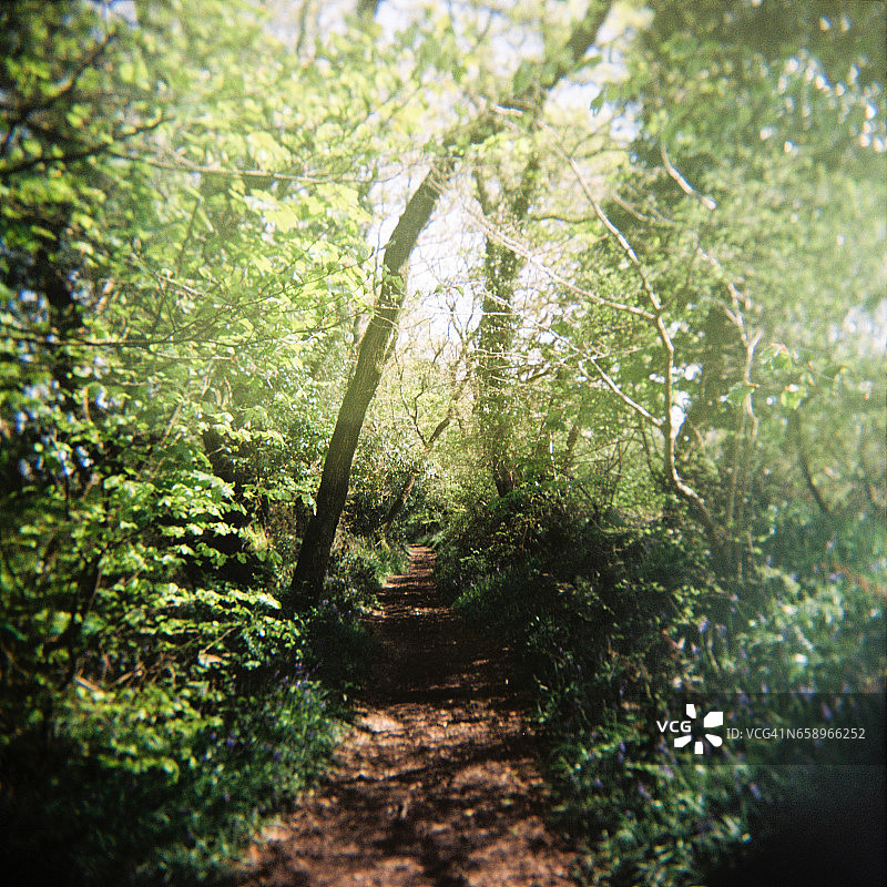 林地小路（Holga胶片）图片素材