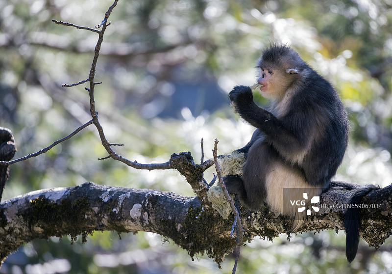 成年黑金丝猴（滇金丝猴）坐在树枝上吃苔藓图片素材