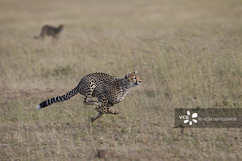 成对的猎豹一起奔跑狩猎图片素材