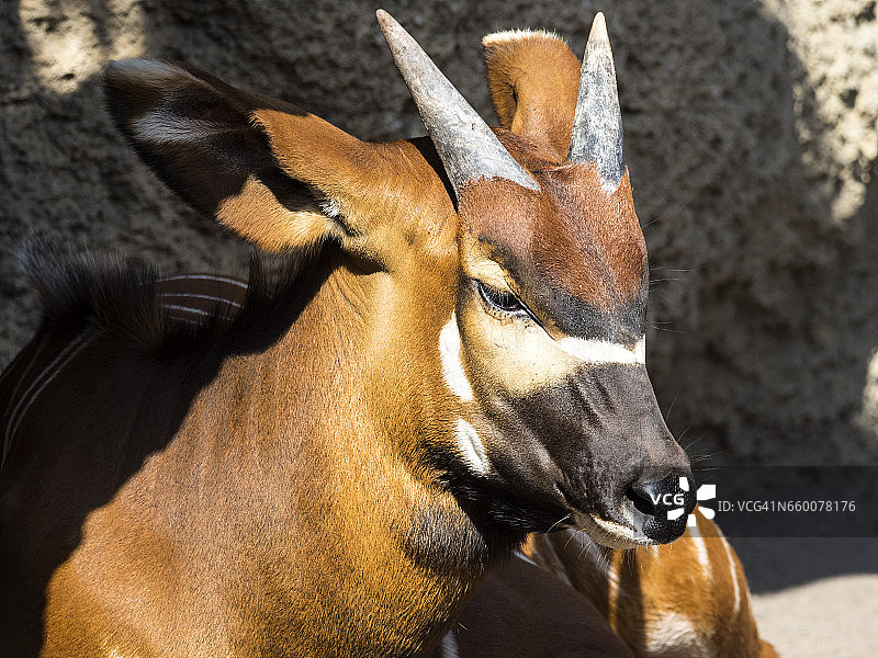 雄性西塔通加羚羊侧视图图片素材